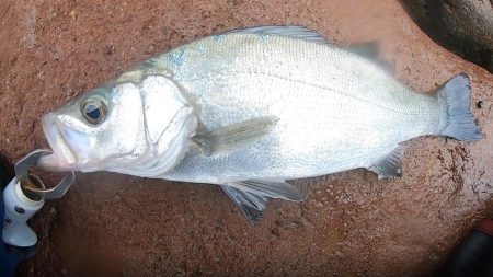 夏ヒラスズキ狙いで、暴風雨の中のサラシから…